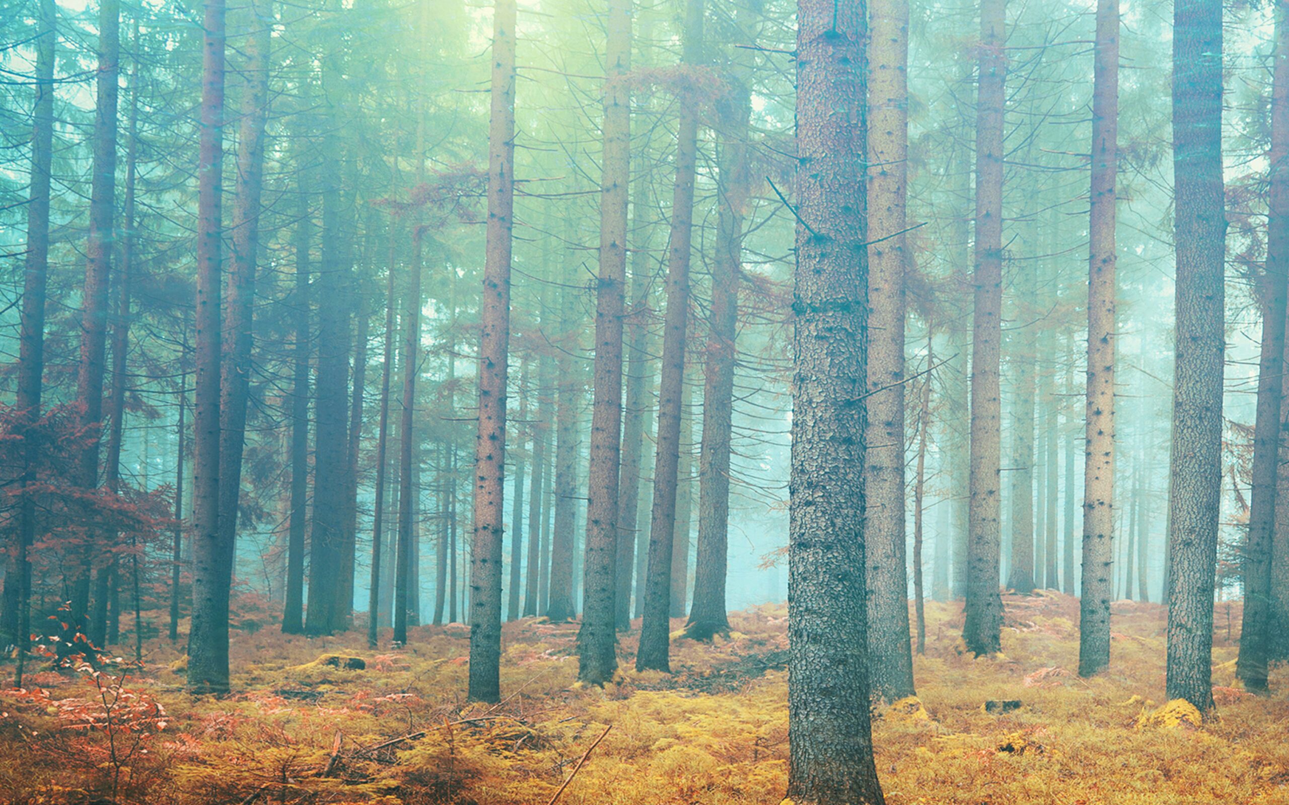 Forest Simple High Resolution Wallpaper HD Wallpapers Backgrounds Images